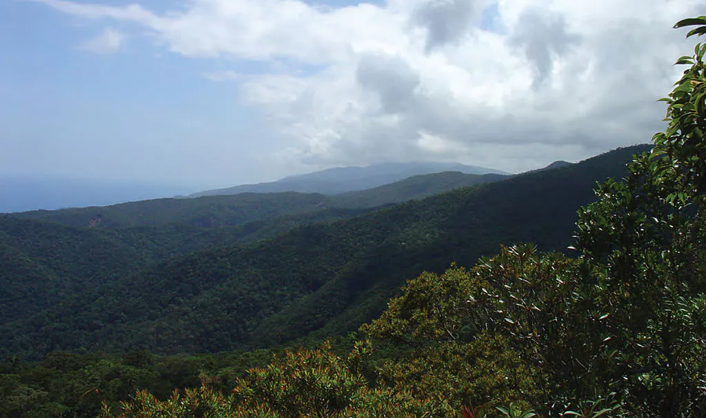 Luzon Montane Rainforests One Earth